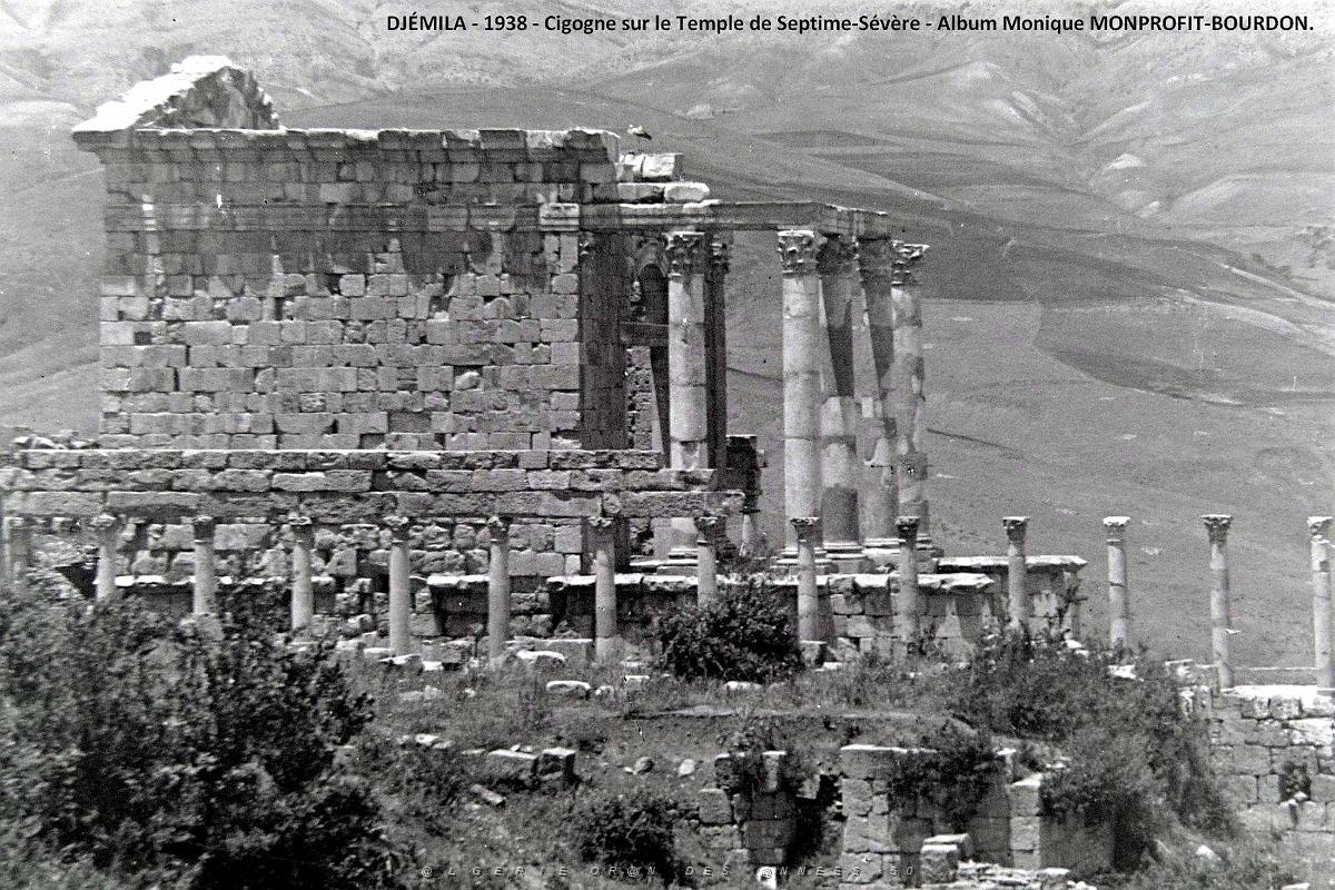 1- Djemila 1938. Cigogne sur le Temple de Septime-Severe.JPG